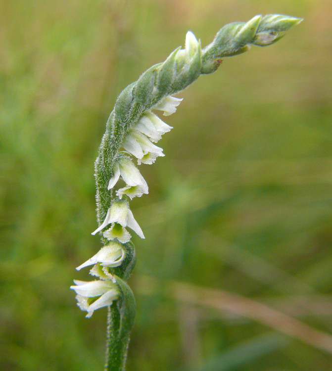 Spiranthes spiralis, l''ultima orchidea della stagione